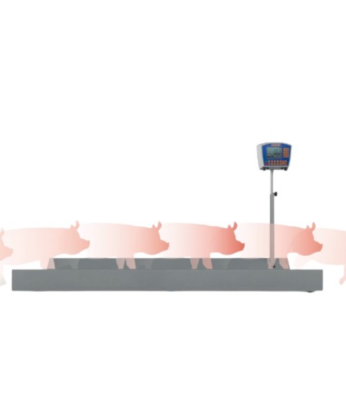 CIMA Control Pig electronic weighing system
The CIMA Contro